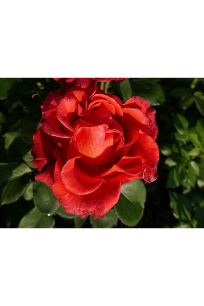 Троянда Ель Торо - бутон з атласними гофрованими пелюстками